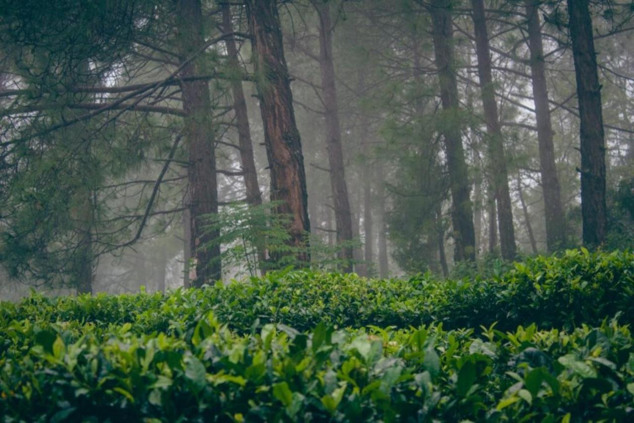 Himalaya Mount View Resort Kausani Dış mekan fotoğraf